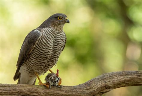 Eurasian sparrowhawk - Zoological Museum Netherlands