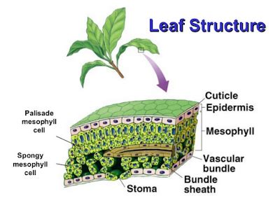 #100 Chloroplasts | Biology Notes for A level