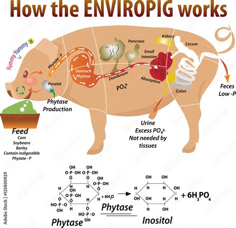 Vector illustration of pig anatomy Stock Vector | Adobe Stock