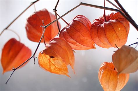 Ground cherry | Description, Facts, & Species | Britannica