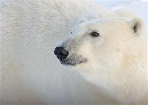 Help Us Make a Difference for Polar Bears in 2013 - The National ...