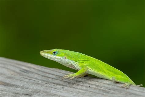 Green Anole Care Guide: Housing, Diet, Facts - Reptile Craze