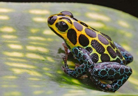 Colorful tropical frogs to admire | Pinterest