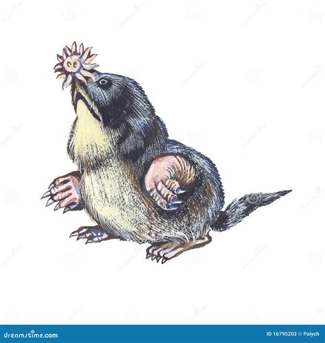 Star-nosed Mole Stock Photos - Image: 16795203