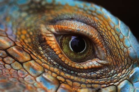 "Iguana eye" by gordy | Redbubble