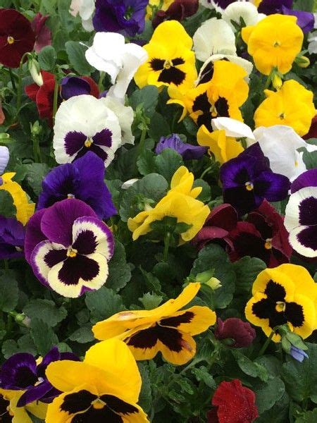 Pansy ‘Delta Formula Mix’ | Edible flowers, Flowers, Pansies