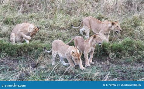 A Pride of Young Lion Cubs at Masai Mara in Kenya Stock Photo - Image ...