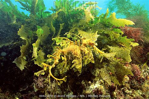 Minden Pictures - Leafy Sea Dragon (Phycodurus eques) well camouflaged against seaweed ...