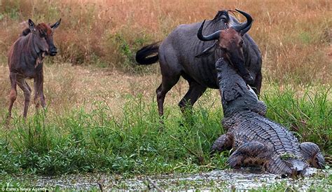 Wildebeest grabbed by a crocodile and then by a giant hippo | Daily ...