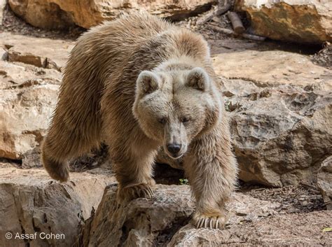 syrian brown bear | Brown bear, Bear pictures, Bear