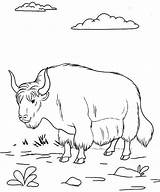 Yak Coloring Pages Cow Kids Highland Colouring Voluminous Clipart Color  sketch template