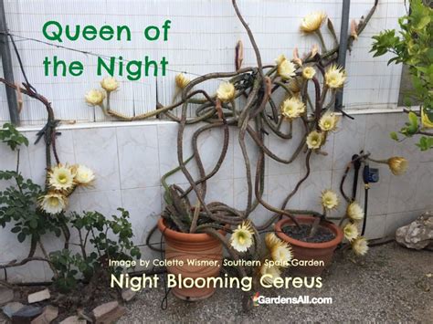 The Night Blooming Cereus - Queen of the Night Flower - GardensAll - ORNAMENTALS