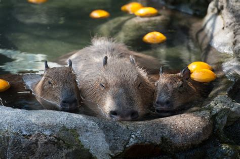 Four Seasons in Japan: capybaras taking yuzu-bath