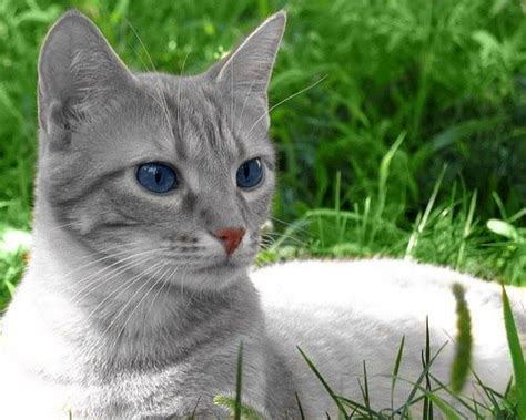 Light grey blue eyed warrior - Google Search | Grey tabby cats, Tabby ...