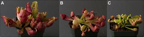 A carnivorous plant genetic map: pitcher/insect-capture QTL on a genetic linkage map of ...