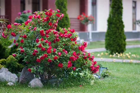 15 Best Flowering Shrubs That Bloom from April to September