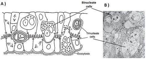 llustration of bovine placenta. A schematic model (A) and micrograph... | Download Scientific ...