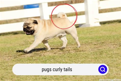 Why Do Pugs Have Curly Tails? - SirDoggie.com