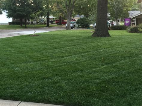 bluegrass | K-State Turf and Landscape Blog