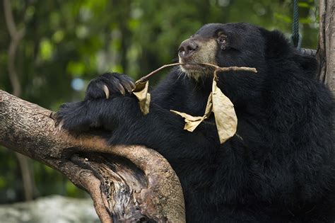 10 Deadliest Animals In Japan - WorldAtlas