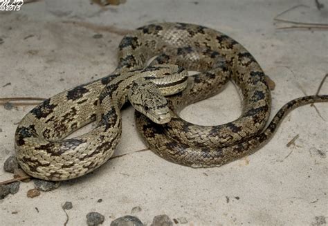 Gray Rat Snake | Florida Backyard Snakes