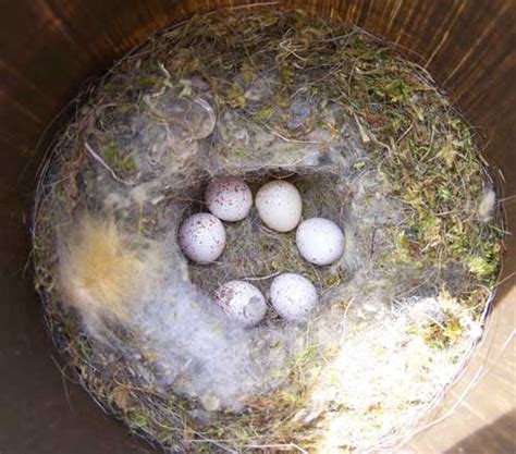 Chickadee eggs and nests young photographs