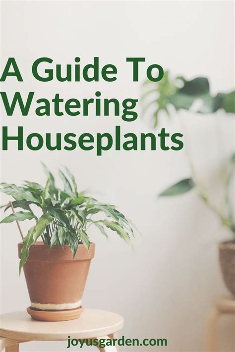 Watering Indoor Plants, A Complete Guide | Joy Us Garden | Easy care ...