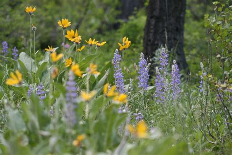 Southern Belle's Adventures: Montana Wildflowers (Macro)