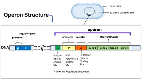 Operon in prokaryotes - RBR Life Science