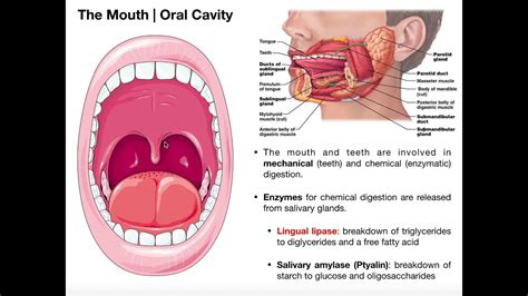 Parts Of Mouth And Throat