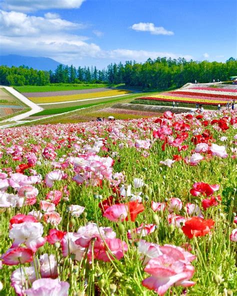 1019 Shikisai-no-oka in July Shikisai-no-oka, Biei town,Hokkaido, Japan . "Shikisai" means ...