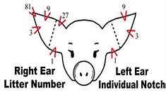 Pig Ear Notch Chart