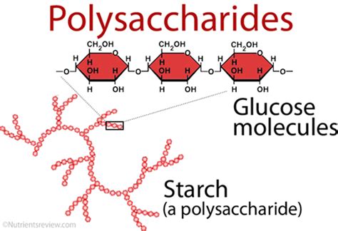 Polysaccharides: The Long Chain of Simple Sugars : Plantlet