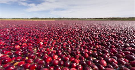 Cranberry growers ask for production cuts to ease glut of berries