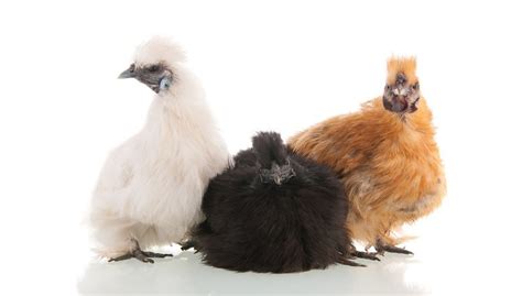 Silkie Chicken Breeds, Care, Eggs, Sale and All Info