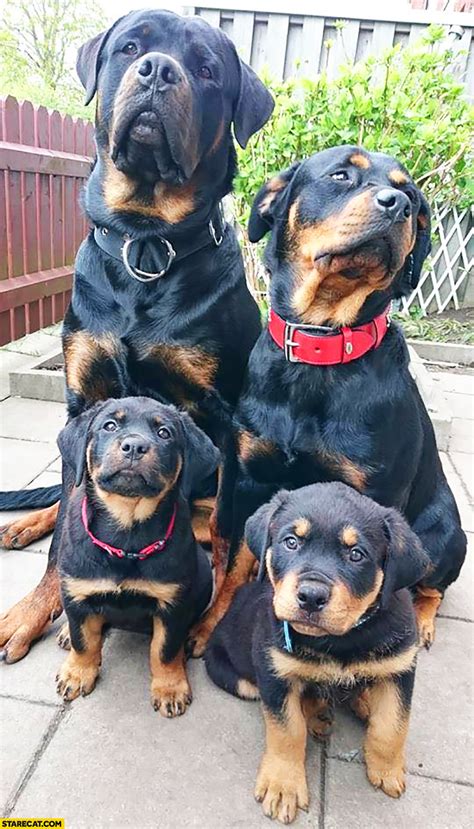 Cute rottweiler family dogs puppies | StareCat.com