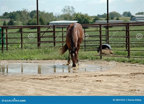 Horse drinking water stock image. Image of arena, green - 3841523