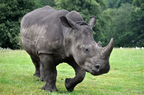 The Wild Things : West Midlands Safari Park