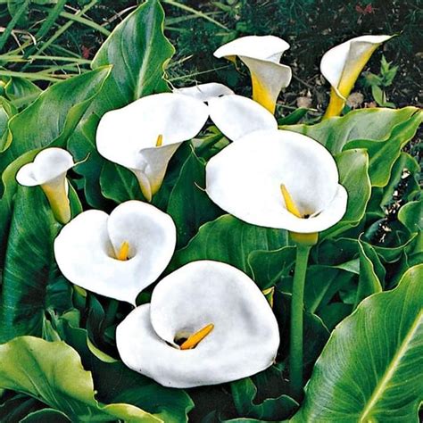 Arum lily plant care green goddess pink mist white gnome varieties – Artofit