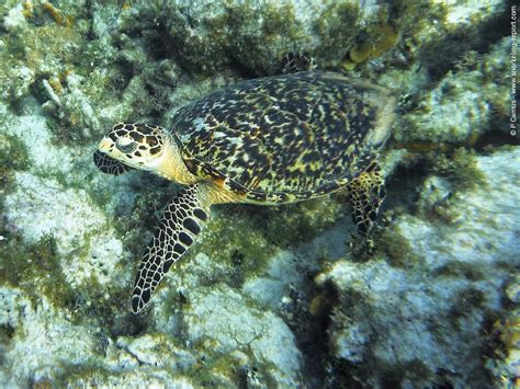 Snorkeling in Mexico Rocks, Ambergris Caye | Snorkeling in Belize