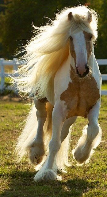 230 best images about Tinker horses, the most beautiful horses in the ...