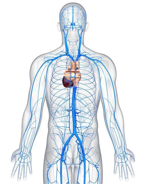 Human veins anatomy — vena cava, human anatomy - Stock Photo | #160226446