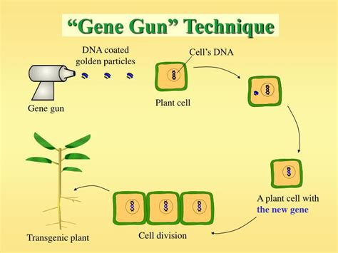 PPT - The Plant World and Genetic Engineering PowerPoint Presentation ...