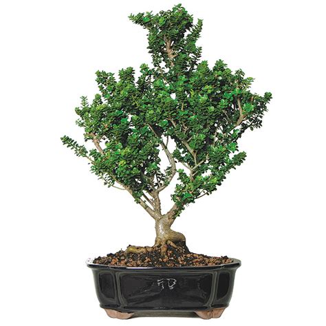 Dwarf Yaupon Holly Bonsai Care