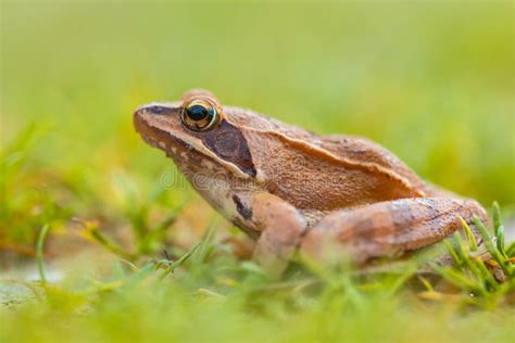 152 Grass Frog Side View Stock Photos - Free & Royalty-Free Stock Photos from Dreamstime