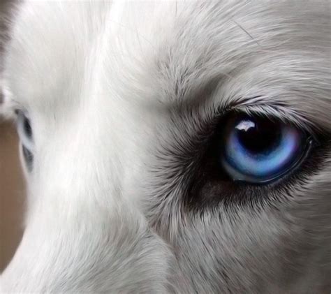 Blue Wolf Eyes Wallpapers HD - Wallpaper Cave