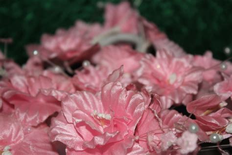 Pink Flowers 7 Free Stock Photo - Public Domain Pictures