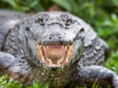 Pet shops selling thousands of dangerous or endangered crocodiles ...