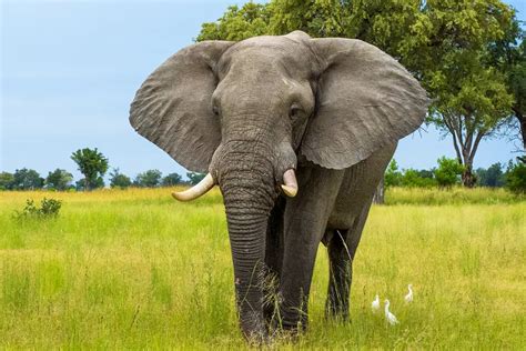 80-year-old American tourist killed in elephant attack during game drive in Zambia | Focusing on ...