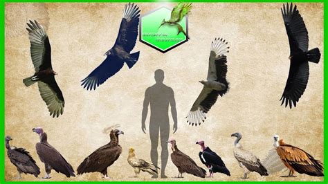 Vulture Species Size Comparison LIVING EXTINCT - YouTube